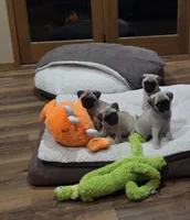 Purebred fawn, a female Pug for sale in Whitelaw, WI – Photo 2 of 2