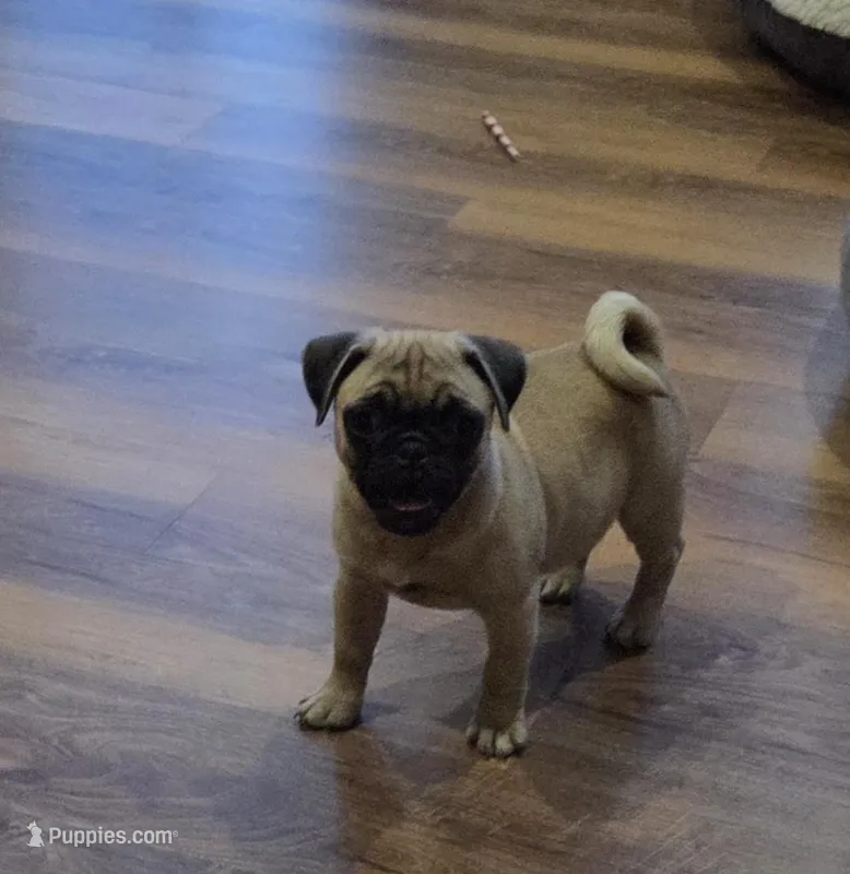 Purebred fawn – Pug puppy for sale in Whitelaw, WI