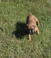 Hala, a female Boxer for sale in Whitelaw, WI – 2 of 9