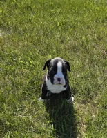 Sealed  Brindle (black), a male Boxer for sale in Whitelaw, WI – 3 of 3