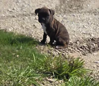 Runt  , a male Boxer for sale in Whitelaw, WI – 6 of 6