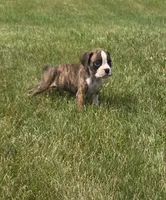 Arlo, a male Boxer for sale in Whitelaw, WI – 8 of 10