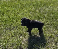Taazer, a male Boxer for sale in Whitelaw, WI – 5 of 6