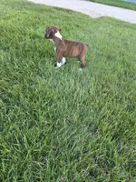 Maliah, a female Boxer for sale in Whitelaw, WI – 8 of 10