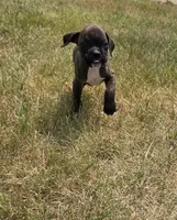 Runt, a male Boxer for sale in Whitelaw, WI – 5 of 6