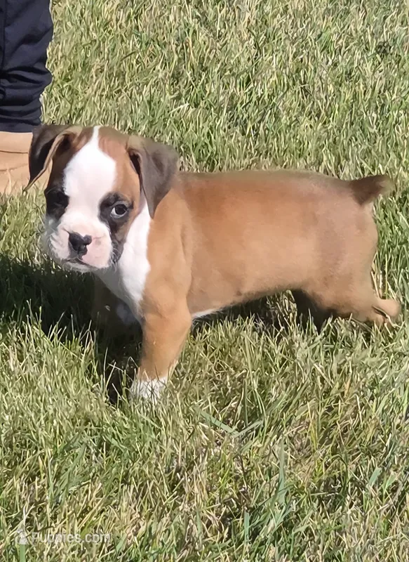 Ace – Boxer puppy for sale in Whitelaw, WI