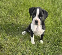 Maliha, a female Boxer for sale in Whitelaw, WI – 3 of 4
