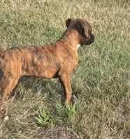 Mia, a female Boxer for sale in Whitelaw, WI – 3 of 9