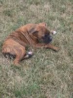 Mia, a female Boxer for sale in Whitelaw, WI – 7 of 7