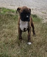 Attie, a female Boxer for sale in Whitelaw, WI – 7 of 7