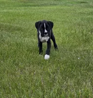 Max, a male Boxer for sale in Whitelaw, WI – 7 of 10