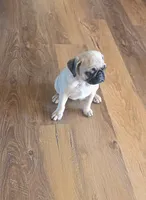 Tia, a female Pug for sale in Whitelaw, WI – 5 of 5