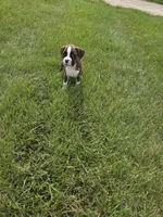 Sasha, a female Boxer for sale in Whitelaw, WI – 3 of 5