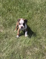 Ace, a male Boxer for sale in Whitelaw, WI – 2 of 4