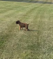 Ava, a female Boxer for sale in Whitelaw, WI – 6 of 8