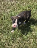 Abe, a male Boxer for sale in Whitelaw, WI – 2 of 2