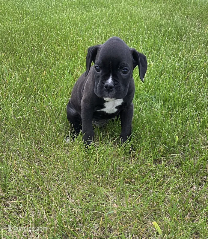 Bently – Boxer puppy for sale in Whitelaw, WI