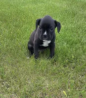 Bently, a male Boxer for sale in Whitelaw, WI – 1 of 3