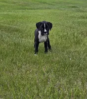 Max, a male Boxer for sale in Whitelaw, WI – 10 of 10