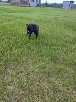 Bently, a male Boxer for sale in Whitelaw, WI – 3 of 3