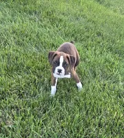 Maliah, a female Boxer for sale in Whitelaw, WI – 4 of 10