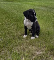 Max, a male Boxer for sale in Whitelaw, WI – 4 of 10