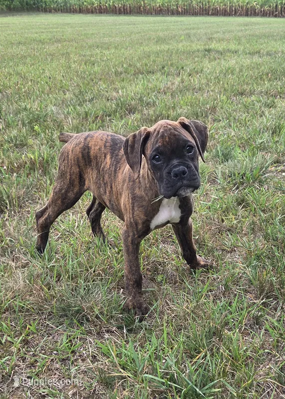 Archur – Boxer puppy for sale in Whitelaw, WI