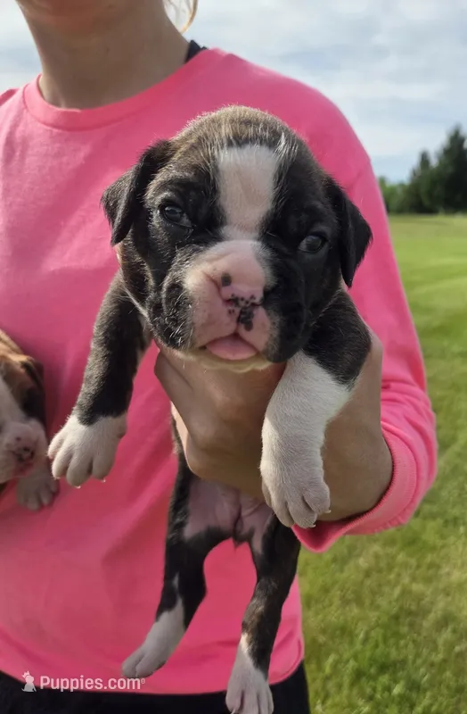 Milah – Boxer puppy for sale in Whitelaw, WI