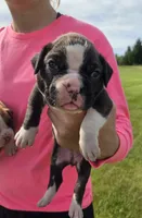 Milah, a female Boxer for sale in Whitelaw, WI – 1 of 4