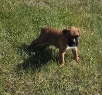 Hala, a female Boxer for sale in Whitelaw, WI – 6 of 9