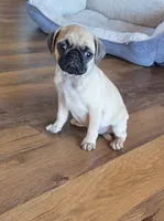 Tia, a female Pug for sale in Whitelaw, WI – 4 of 5