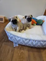 Purebred fawn, a female Pug for sale in Whitelaw, WI – Photo 2 of 3