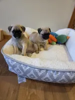 Purebred fawn, a female Pug for sale in Whitelaw, WI – Photo 3 of 3