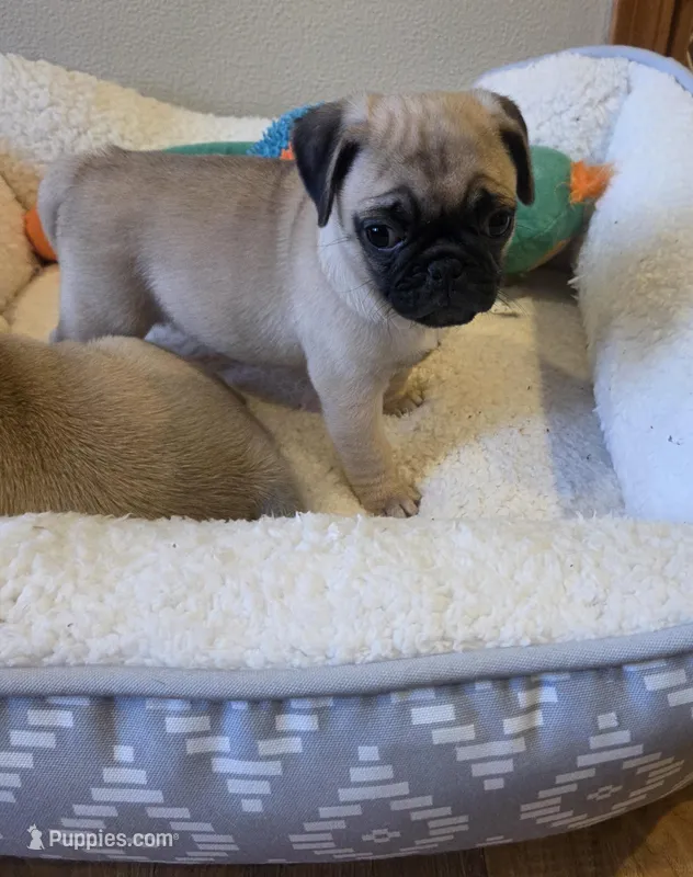 Purebred fawn, a female Pug for sale in Whitelaw, WI – Photo 1 of 3