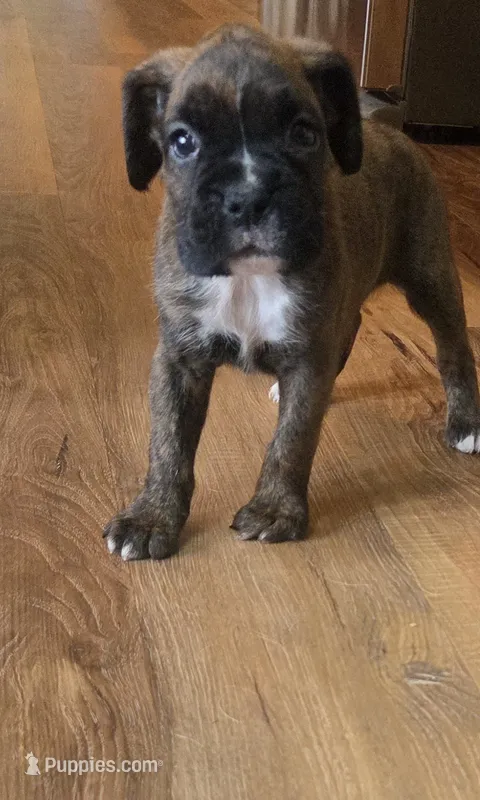 Baxter – Boxer puppy for sale in Whitelaw, WI