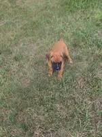 Ava, a female Boxer for sale in Whitelaw, WI – 4 of 5