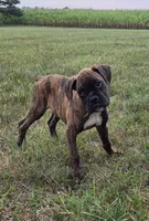 Archur, a male Boxer for sale in Whitelaw, WI – 5 of 5