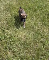 Dalhia, a female Boxer for sale in Whitelaw, WI – 5 of 5