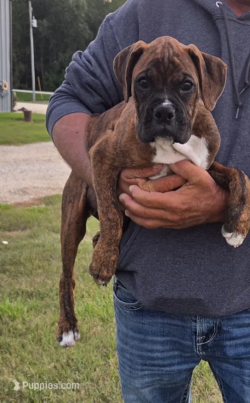 Mia – Boxer puppy for sale in Whitelaw, WI