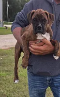 Mia, a female Boxer for sale in Whitelaw, WI – 1 of 3