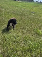 Axel, a male Boxer for sale in Whitelaw, WI – 2 of 7