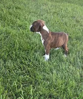 Maliah, a female Boxer for sale in Whitelaw, WI – 2 of 10
