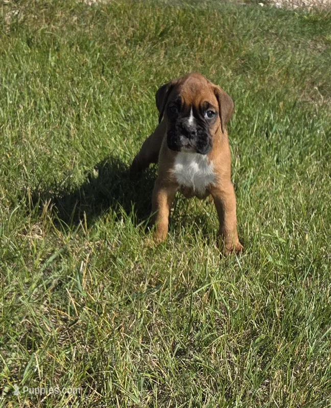 Hala – Boxer puppy for sale in Whitelaw, WI
