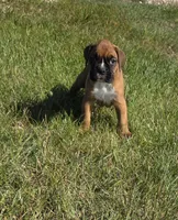 Hala, a female Boxer for sale in Whitelaw, WI – 1 of 9
