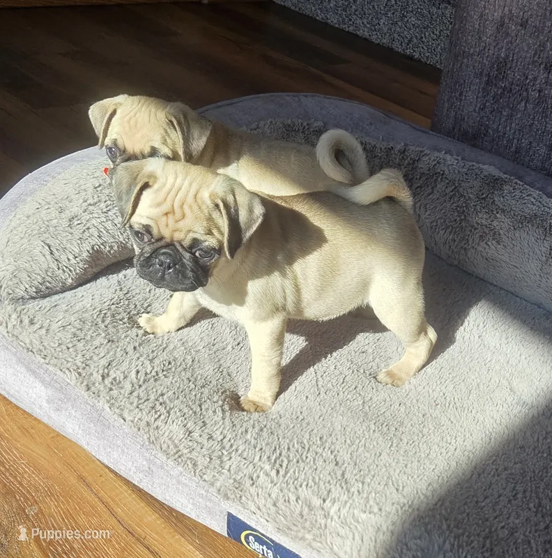 Tily – Pug puppy for sale in Whitelaw, WI