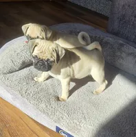 Tily, a female Pug for sale in Whitelaw, WI – 1 of 3