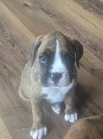 Suzie, a female Boxer for sale in Whitelaw, WI – 6 of 9