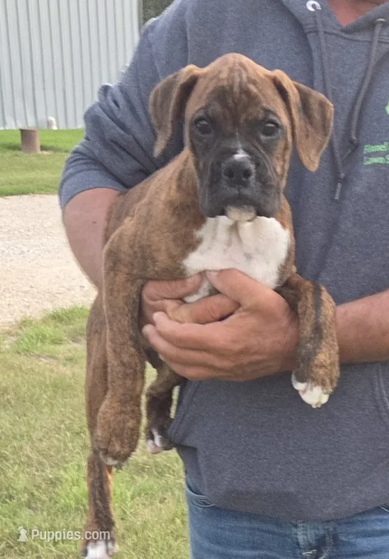 Mia – Boxer puppy for sale in Whitelaw, WI