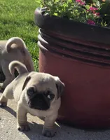 Ace, a male Pug for sale in Whitelaw, WI – 2 of 4