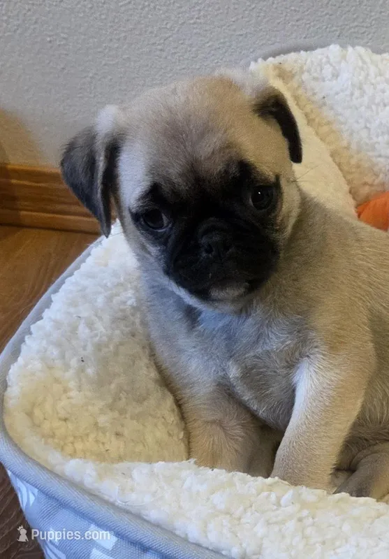 Molly Mae – Pug puppy for sale in Whitelaw, WI